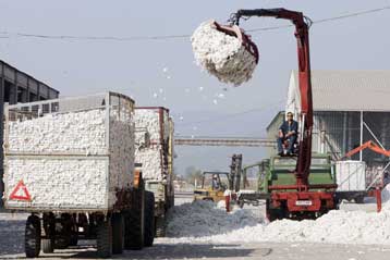 Έκκληση της ΓΕΣΑΣΕ μετά τα νέα δεδομένα στις ενισχύσεις για το βαμβάκι