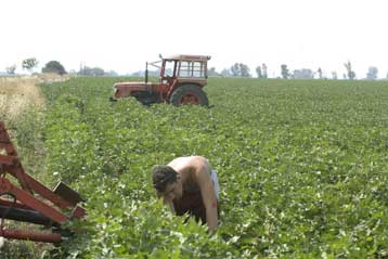 Ποσό 3,7 δισ. ευρώ για την αγροτική ανάπτυξη θα λάβει η Ελλάδα