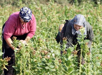 Αύξηση 3,9% στον γενικό δείκτη τιμών στη γεωργία – κτηνοτροφία