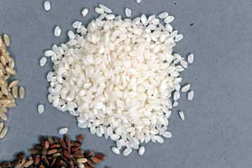 Μη επικίνδυνο το πειραματικό μεταλλαγμένο ρύζι που βρέθηκε στην Ευρώπη