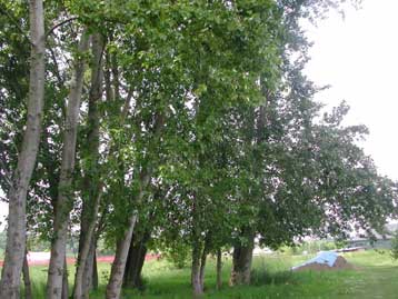 Δημοσιεύτηκε το πρώτο γονιδίωμα δέντρου