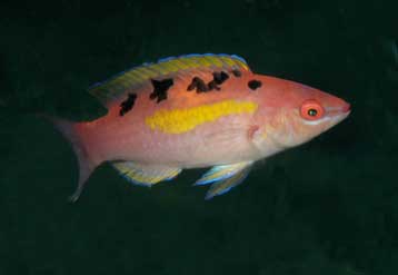 Δεκάδες νέα είδη ανακαλύφθηκαν στον πλουσιότερο βυθό του κόσμου