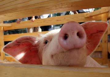 Εκατοντάδες κρούσματα δηλητηρίασης στη Σανγκάη από «ντοπαρισμένο» χοιρινό