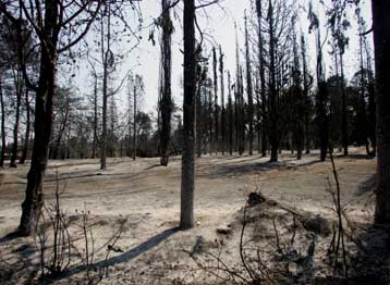Αναδασωτέες κηρύχθηκαν καμένες και άθικτες δασικές εκτάσεις στην Κασσάνδρα Χαλκιδικής