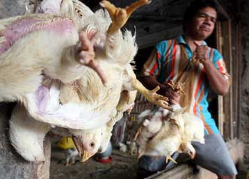 Μικρό αγόρι πέθανε από γρίπη των πτηνών στην Ινδονησία