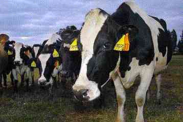 Ένα βήμα πιο κοντά στην αγορά των ΗΠΑ τα προϊόντα από κλωνοποιημένα ζώα