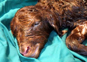 Κλωνοποιημένος αμνός τώρα και με ιρανική τεχνολογία