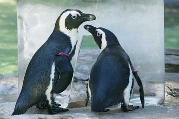 Η ομοφυλοφιλία διαδεδομένη στο ζωικό βασίλειο