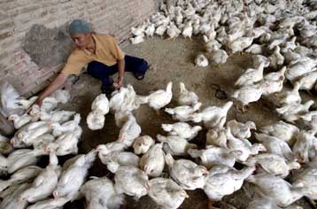 Τους 54 έφτασαν οι νεκροί από τη γρίπη των πτηνών στην Ινδονησία