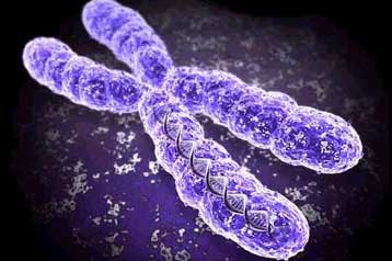 Γονιδιακή μετάλλαξη μετατρέπει θηλυκά έμβρυα σε αγόρια