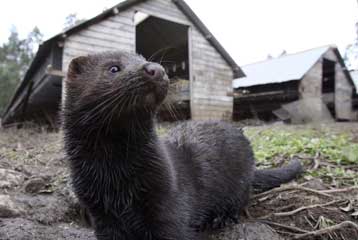Ακτιβιστές στην Ισπανία απελευθέρωσαν 15.000 βιζόν
