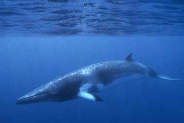 Η Ισλανδία δεύτερη χώρα που αψηφά το μορατόριουμ φαλαινοθηρίας