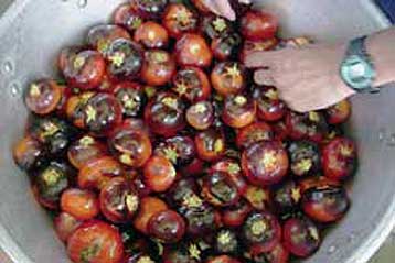 Υγιεινές μοβ τομάτες αναπτύσσονται σε αμερικανικό πανεπιστήμιο