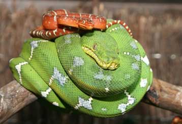 Σμαραγδένιος τροπικός βόας γεννά κόκκινα μικρά