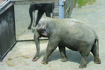 Τεστ στον καθρέπτη δείχνει ότι οι ελέφαντες έχουν επίγνωση του εαυτού τους
