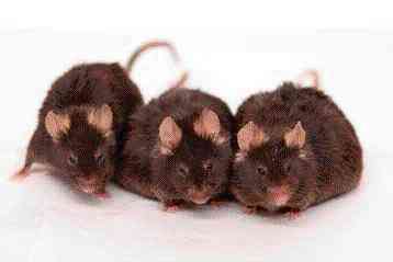 Συστατικό του κόκκινου κρασίου χαρίζει υγεία σε παχύσαρκα πειραματόζωα