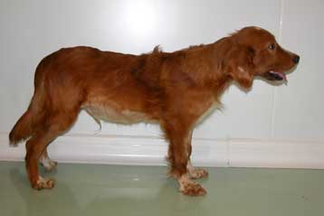 Βλαστοκύτταρα δημιουργούν ελπίδες θεραπείας της μυϊκής δυστροφίας