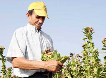 Εγκαταλείπουν τις καλλιέργειες λόγω της νέας ΚΑΠ οι παραγωγοί