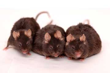 Συστατικό του κόκκινου κρασίου χαρίζει υγεία σε παχύσαρκα πειραματόζωα