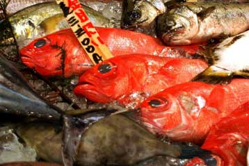 Ολοκληρωτική κατάρρευση προβλέπεται για την αλιεία στην ανοιχτή θάλασσα