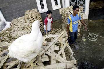Νεκρός από τη γρίπη των πτηνών ένας 17χρονος στην Ινδονησία