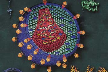 Τροποποιημένος ιός HIV καταπολεμά το AIDS