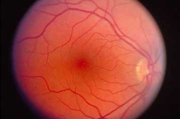 Κύτταρα αμφιβληστροειδούς θεραπεύουν τυφλά πειραματόζωα