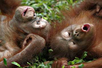 Οι ουραγκοτάγκοι τρέπονται σε φυγή από τις πυρκαγιές στη Βόρνεο