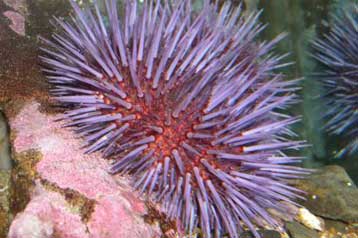 Αναπάντεχες συγγένειες αποκαλύπτονται στο γονιδίωμα του αχινού