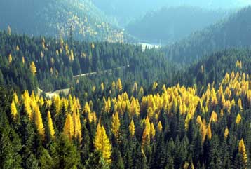 Πιο «πράσινο» το μέλλον για τα δάση της Γης