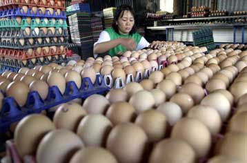 Πτηνοτρόφοι στην Κίνα τάιζαν πάπιες με…. μπογιά