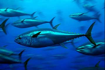 Ο γαλαζόπτερος τόνος της Μεσογείου απειλείται με εξαφάνιση, προειδοποιεί η WWF