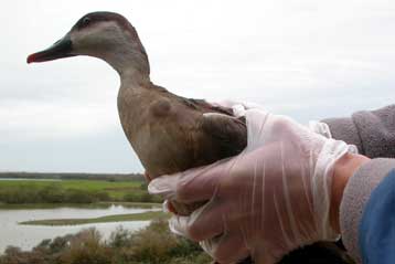 Ο ιός της γρίπης των πτηνών εντοπίστηκε σε άγρια πάπια στο νομό Φθιώτιδος