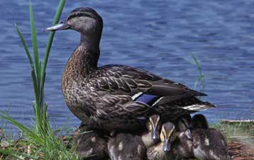 Δεν ταυτοποιήθηκε ο Η5Ν1 στο δείγμα της αγριόπαπιας από τη Φθιώτιδα