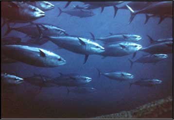 H EE αναγκάζεται να μειώσει το όριο στην αλιεία γαλαζόπτερου τόνου