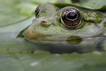 Ο ασυνήθιστα ζεστός καιρός κρατάει ξύπνιους τους βατράχους στη Γερμανία