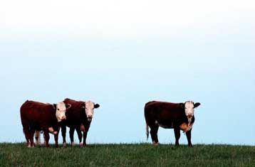 Τα εκτρεφόμενα ζώα πιο επιβλαβή για το κλίμα από τα αυτοκίνητα