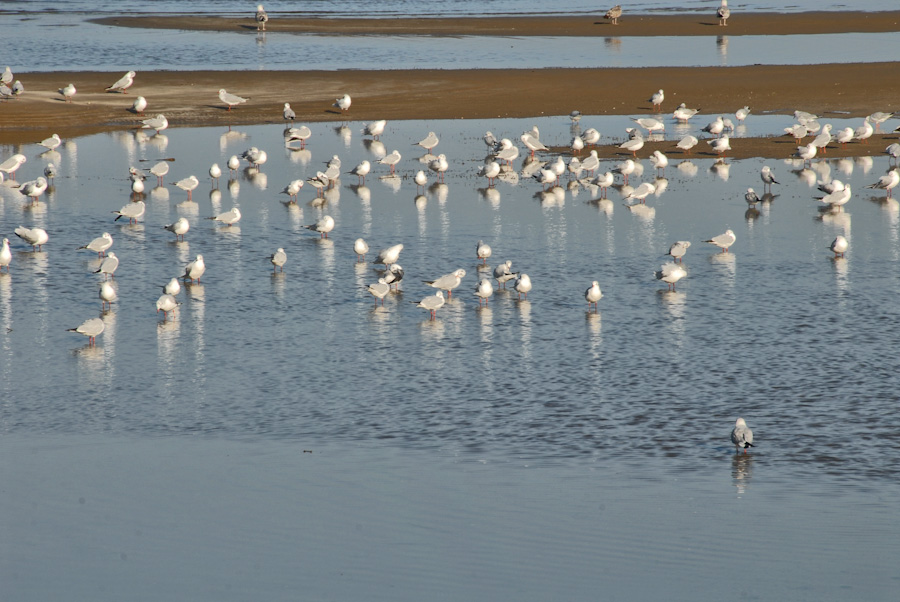 Φυρονεριά στη Χαλκίδα