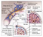 Γονιδιακή θεραπεία δημιουργεί ελπίδες στους πάσχοντες από στυτική δυσλειτουργία