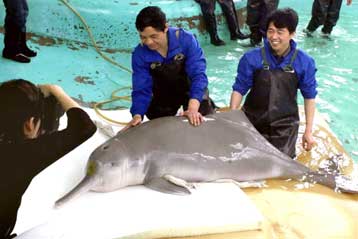 Στο χείλος της εξαφάνισης το ποταμίσιο δελφίνι της Κίνας