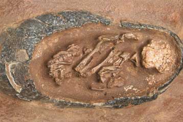 Φωλιά δεινοσαύρου απέφερε 420.000 δολάρια σε δημοπρασία