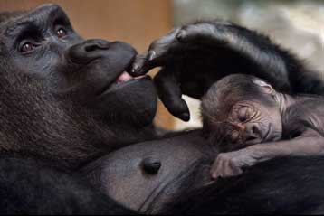 Οι γορίλες πεθαίνουν μαζικά από τον ιό του Έμπολα