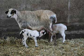Προβλήματα στα σφαγεία εξαιτίας της απεργίας των κτηνιάτρων