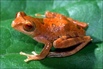 Δεκάδες νέα είδη ανακαλύφθηκαν στη ζούγκλα της Βόρνεο