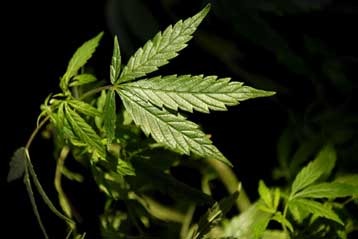 Η ινδική κάνναβη είναι «η επικερδέστερη καλλιέργεια στις ΗΠΑ»