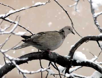 Πέφτει ο υδράργυρος στη Μακεδονία, αντιολισθητικές αλυσίδες από Φλώρινα προς Καστοριά