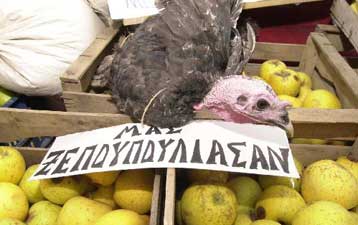 Πάνω από τα 10 ευρώ «πετάει» η γαλοπούλα, στα ύψη και η ντομάτα