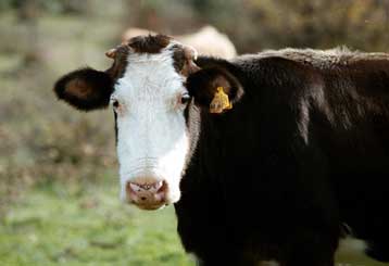 Πράσινο φως στις ΗΠΑ για τα τρόφιμα από κλωνοποιημένα ζώα