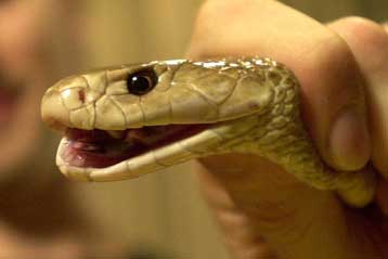 Φίδια προβλέπουν τις δονήσεις σε σεισμολογικό ινστιτούτο της Κίνας