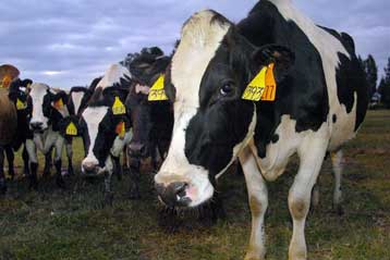 Αγελάδες τροποποιήθηκαν γενετικά ώστε να μην «τρελαίνονται»